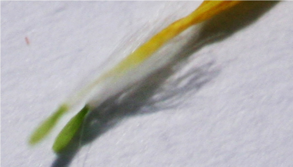 PICCOLA ASTERACEA - Hypochaeris achyrophorus ?